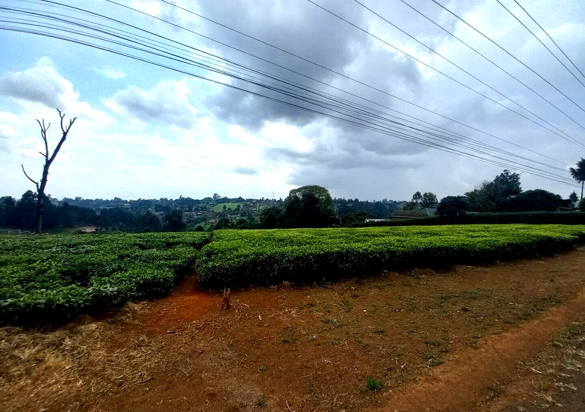 9.5-Acre Tea Plantation with Garden