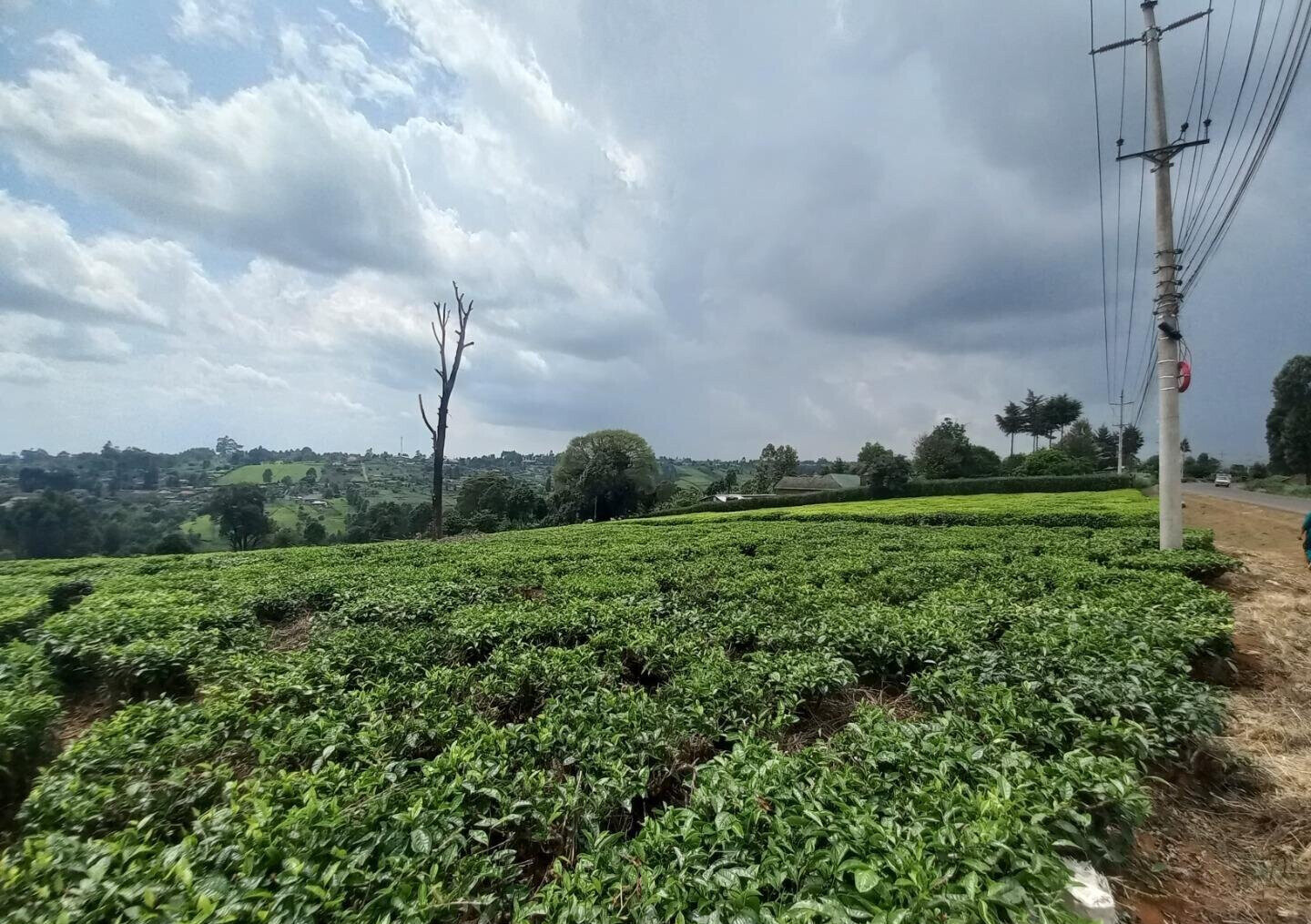 9.5-Acre Tea Plantation with Garden