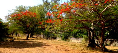 2 Acres 1/4 Beach Plot on Sale in Galu Beach - Image 10