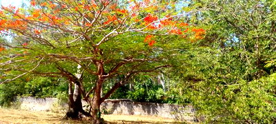 2 Acres 1/4 Beach Plot on Sale in Galu Beach - Image 8