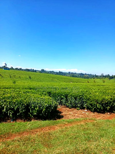 50 Acre Tea Farm in Ngorongo Kiambu - Image 2