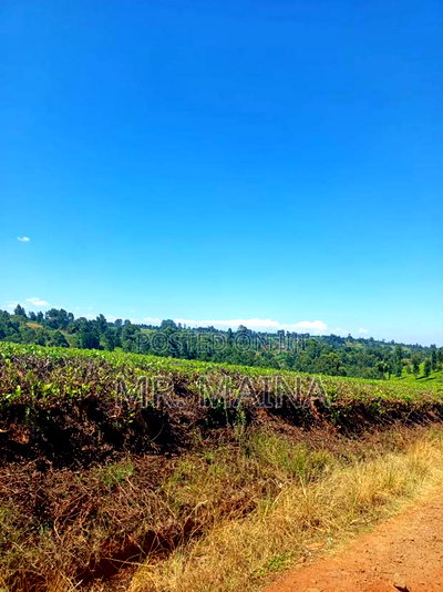 50 Acre Tea Farm in Ngorongo Kiambu - Image 11