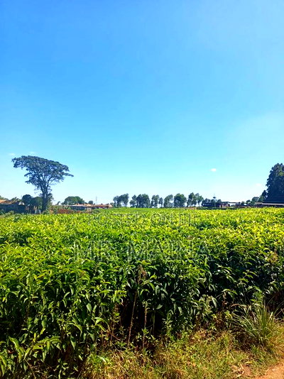 50 Acre Tea Farm in Ngorongo Kiambu - Image 7