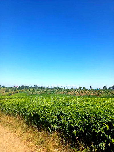 50 Acre Tea Farm in Ngorongo Kiambu - Image 9