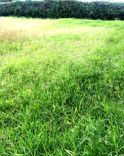 Half Acre Plot in Nyari