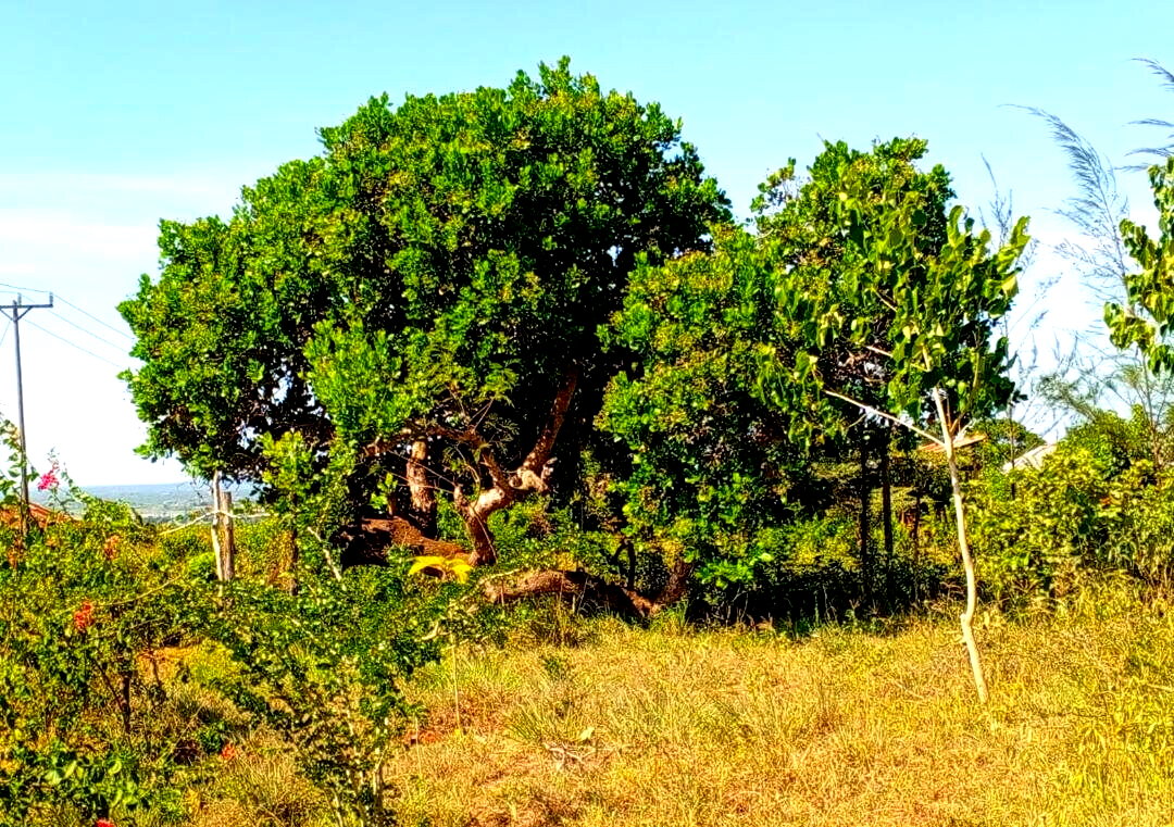 1-Acre Agricultural Land at KSh 1.7M