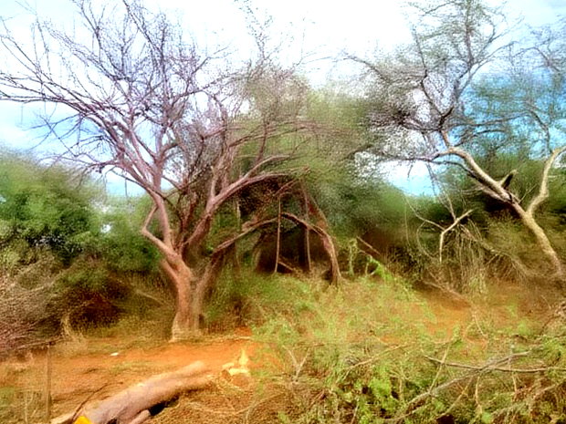 1000 Acres Kambu Makueni