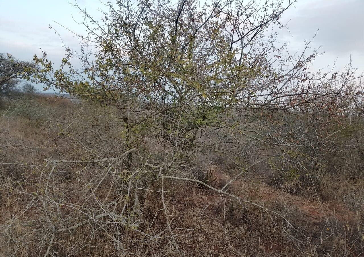 50x100 Plot in Mavoko for KSh 500K