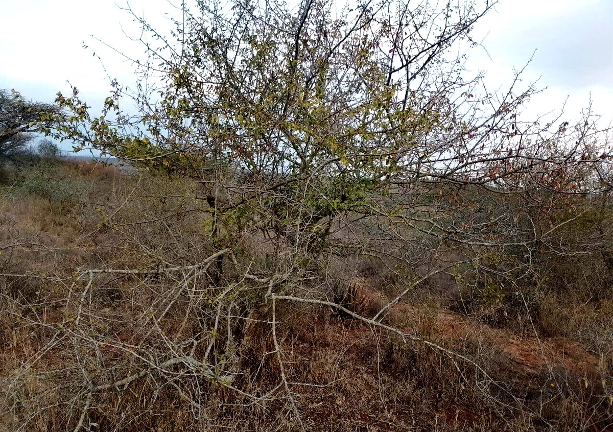 50x100 Plot in Mavoko for KSh 500K