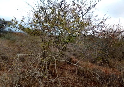 50x100 Plot in Mavoko for KSh 500K