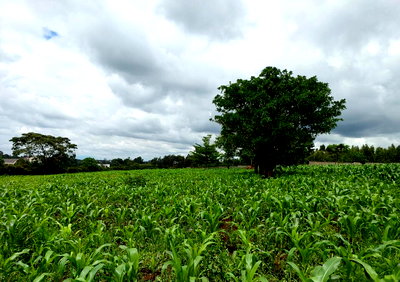 3-Acre Triangular Plot with Mature Hedge – Runda, Nairobi