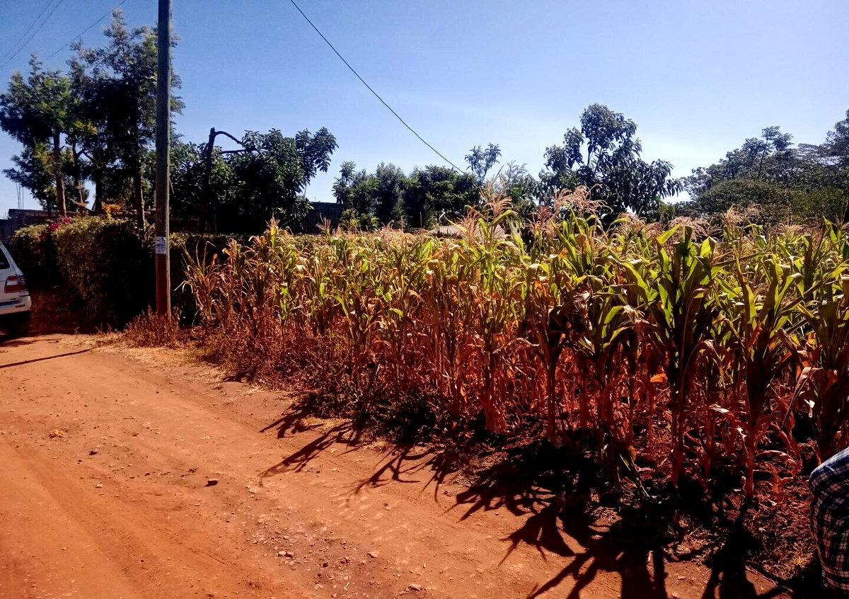 1/8 Acre Plot for KSh 2.5M