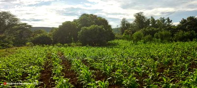 1acre Quick Sale With Mango Trees in Subukia Mwiteithia - Image 6