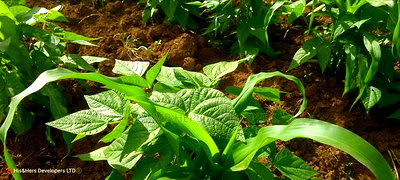 1acre Quick Sale With Mango Trees in Subukia Mwiteithia - Image 5