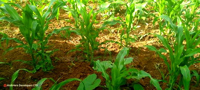 1acre Quick Sale With Mango Trees in Subukia Mwiteithia - Image 3