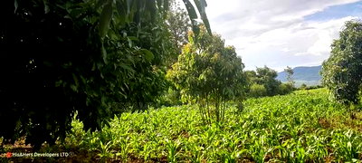 1acre Quick Sale With Mango Trees in Subukia Mwiteithia - Image 4