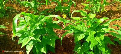 1acre Quick Sale With Mango Trees in Subukia Mwiteithia - Image 1