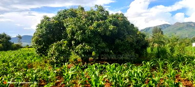 1acre Quick Sale With Mango Trees in Subukia Mwiteithia - Image 2