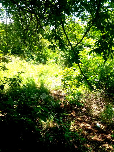 1/4 Acre Plot Near to Chandarana Shopping in Diani Beach - Image 8