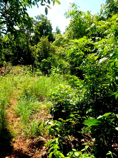 1/4 Acre Plot Near to Chandarana Shopping in Diani Beach - Image 7