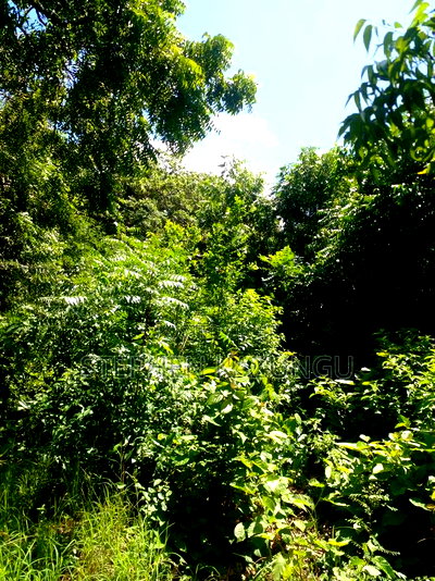 1/4 Acre Plot Near to Chandarana Shopping in Diani Beach - Image 6