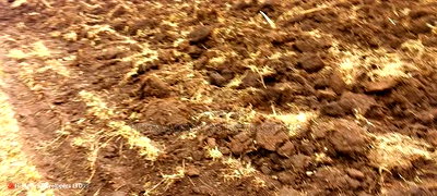 Quick Sale 1.6acre on Sale in Ampiva 4m Only - Image 4