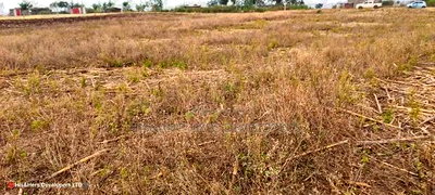 Quick Sale 1.6acre on Sale in Ampiva 4m Only - Image 2