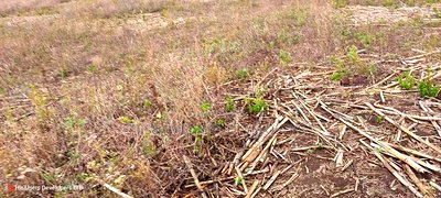 Quick Sale 1.6acre on Sale in Ampiva 4m Only - Image 3