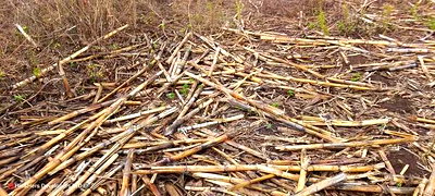 Quick Sale 1.6acre on Sale in Ampiva 4m Only - Image 1