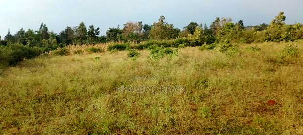 Behind Bondo Ardhi House