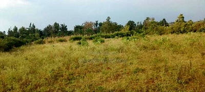 Behind Bondo Ardhi House - Image 2