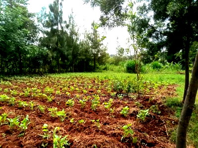 Prime Half an Acre(0.262 Ha)Fronting a River,Mugutha Ruiru. - Image 4