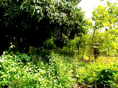 Prime Half an Acre(0.262 Ha)Fronting a River,Mugutha Ruiru. - Image 12