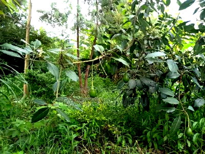 Prime Half an Acre(0.262 Ha)Fronting a River,Mugutha Ruiru. - Image 6