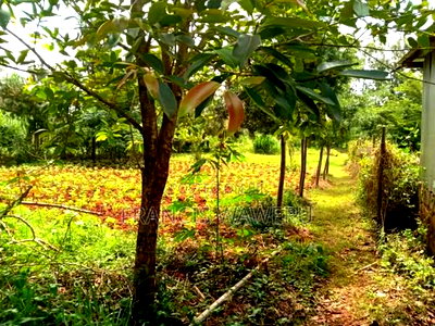 Prime Half an Acre(0.262 Ha)Fronting a River,Mugutha Ruiru. - Image 2