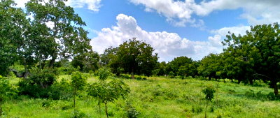 9.4-Acre Land with Pet Friendly Policy