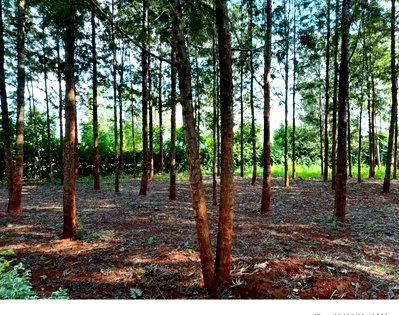 68-Acre Garden Land with Parking - Ruiru