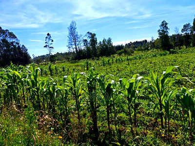 6 Acre Farm in Kinangop - Image 6