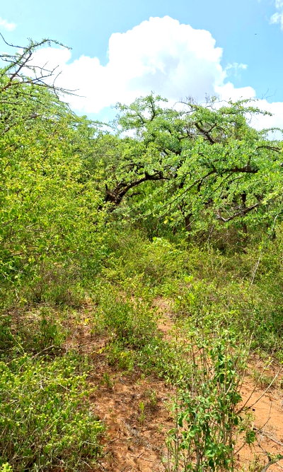 10-Acre Plot with Garden and Parking - Makindu