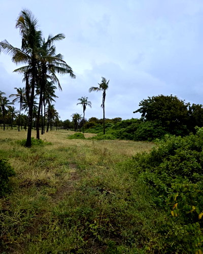 66-Acre Beach Land in Malindi for KSh 5M