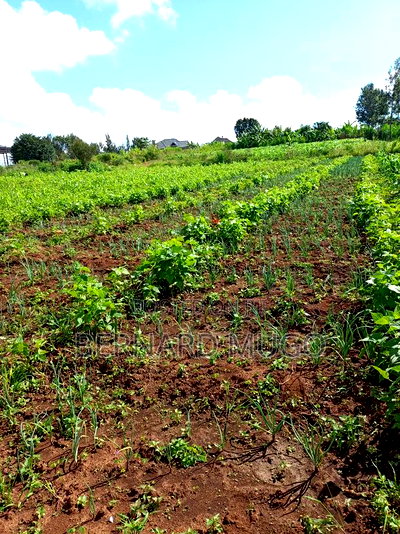 Plot for Sale in Murera Coffee Estate - Image 4