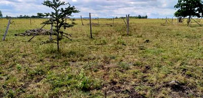 Utawala 203 Shamba for Sale - Image 2