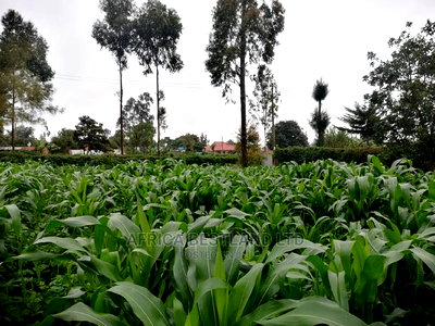 50x100 Ft Plot for Sale in Kikuyu Kamangu Thigio - Image 1