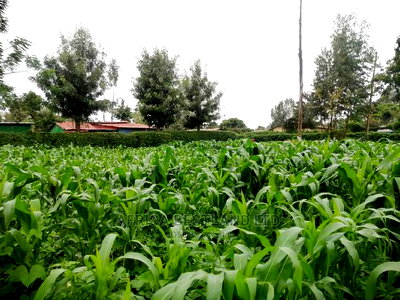 50x100 Ft Plot for Sale in Kikuyu Kamangu Thigio - Image 3