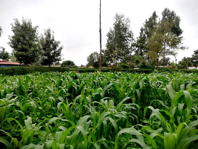 50x100 Ft Plot for Sale in Kikuyu Kamangu Thigio - Image 4