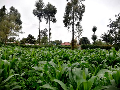 50x100 Ft Plot for Sale in Kikuyu Kamangu Thigio - Image 2