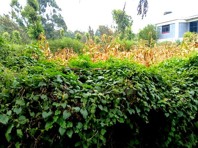 Prime Redsoil Eighth Acre Plots Off Lemiso Road, Ngong Town - Image 1