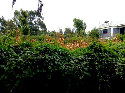 Prime Redsoil Eighth Acre Plots Off Lemiso Road, Ngong Town - Image 2