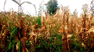 1 Acre for Sale at Kiu Kenda - Image 3