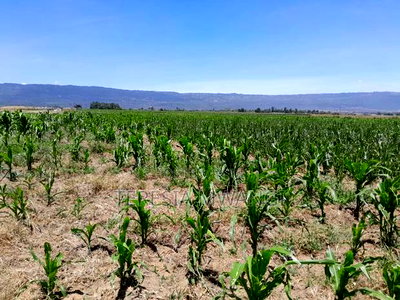 Affordable Plot for Sale in Maai Mahiu - Image 1